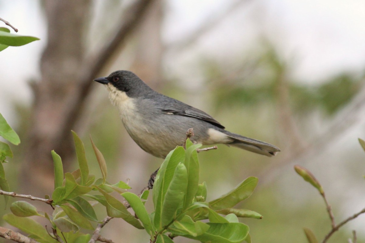 Cinereous Warbling Finch - ML642128826