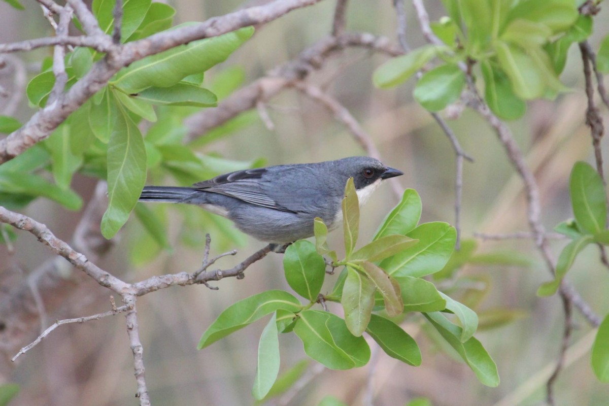 Cinereous Warbling Finch - ML642128827