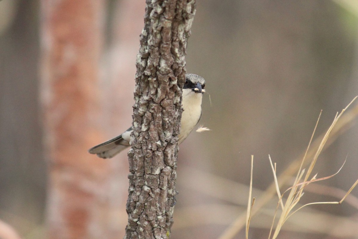Cinereous Warbling Finch - ML642128828