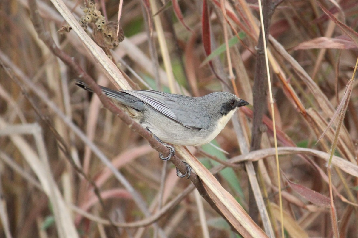 Cinereous Warbling Finch - ML642128829