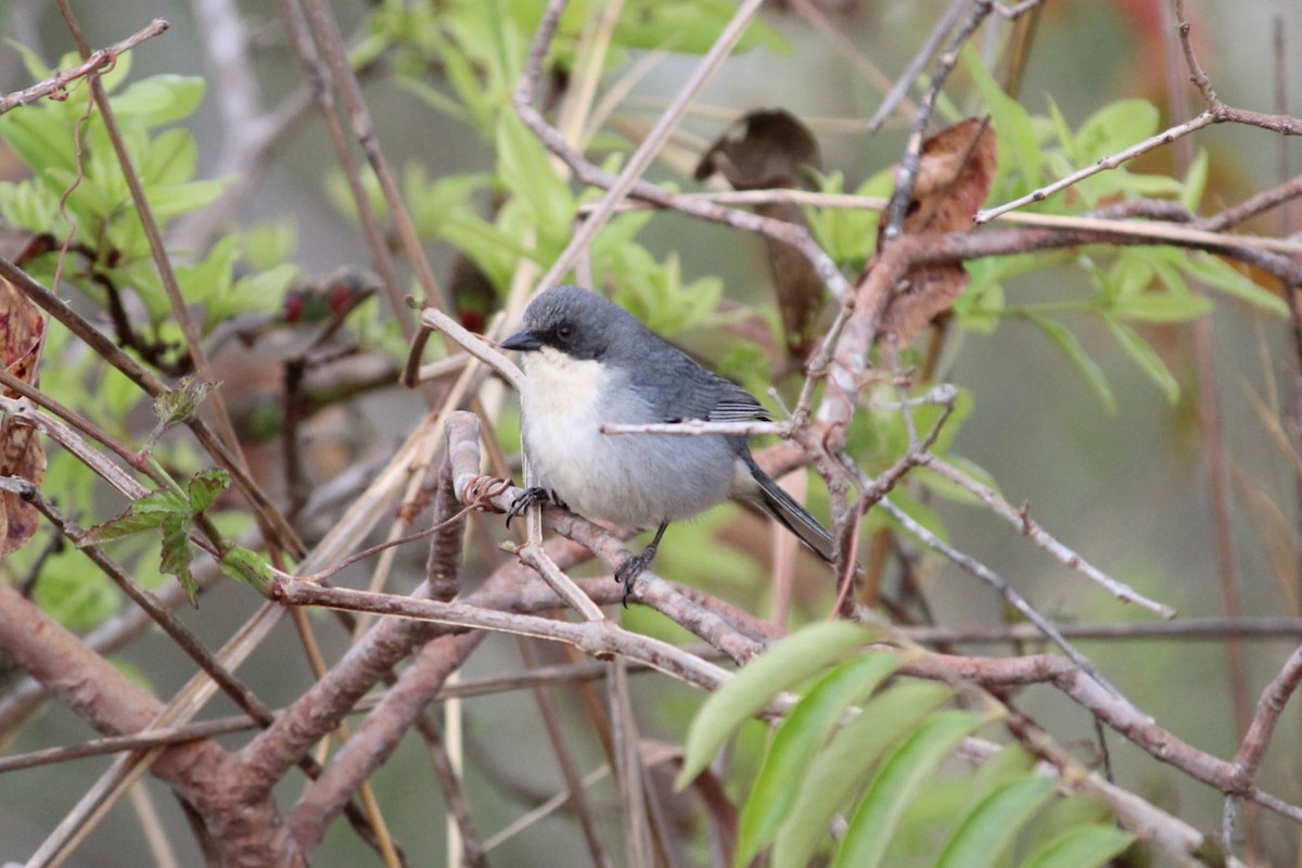 Cinereous Warbling Finch - ML642128830