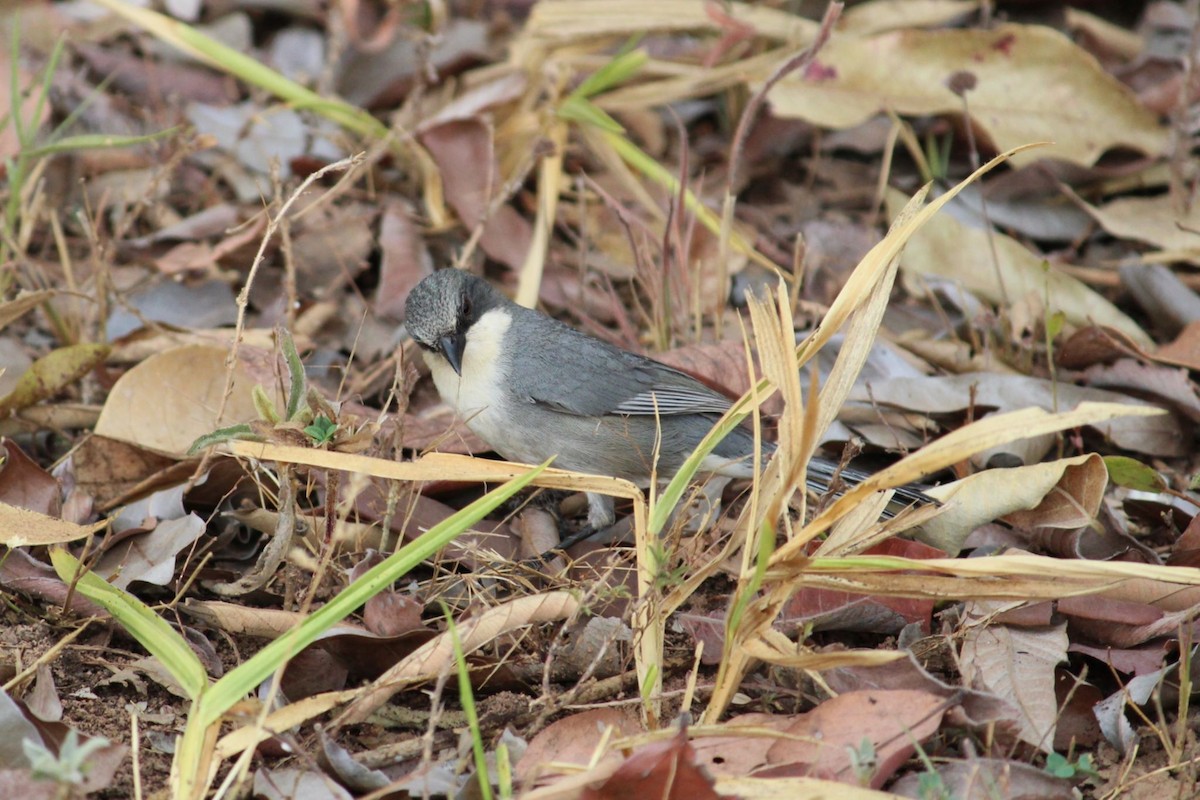 Cinereous Warbling Finch - ML642128831