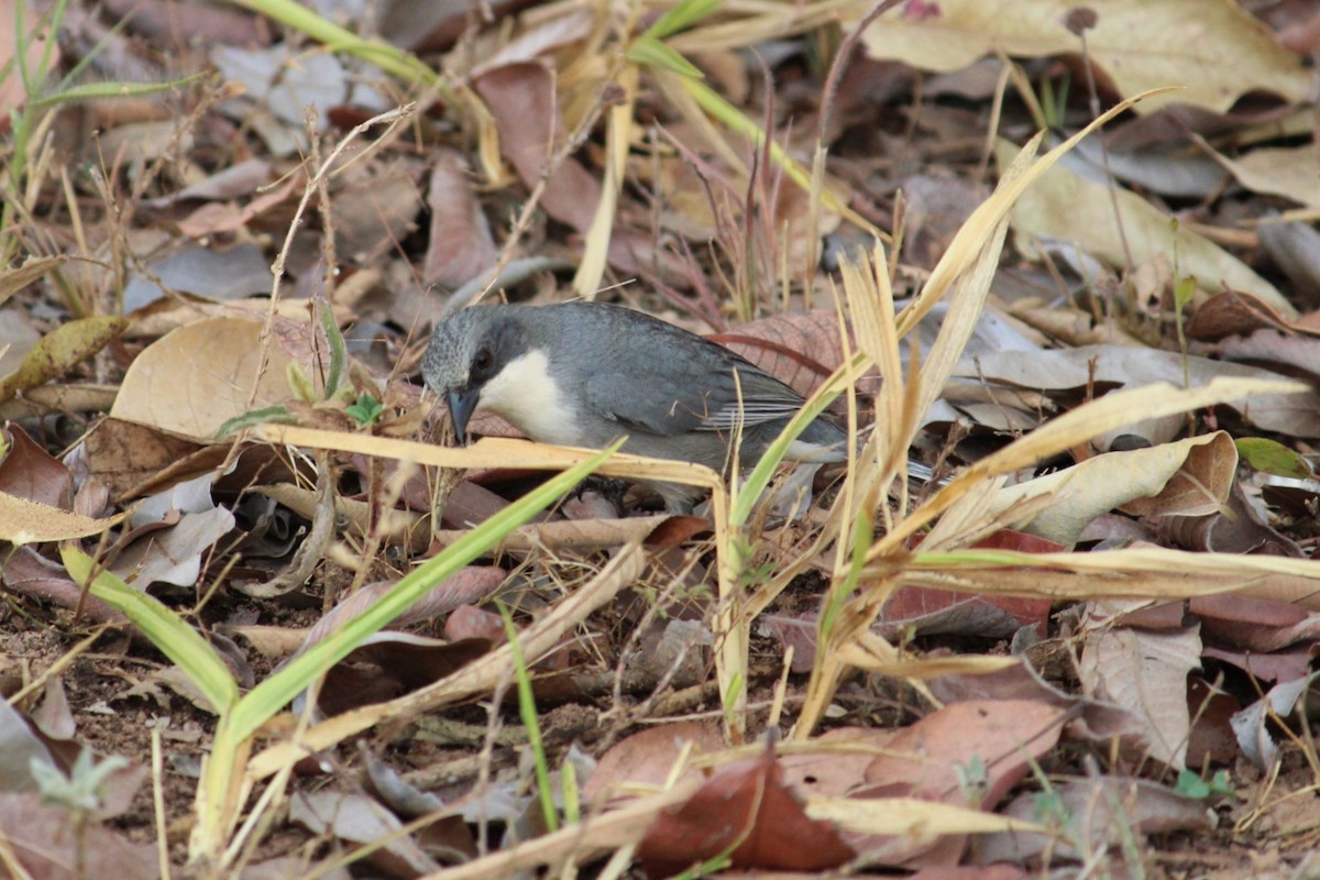 Cinereous Warbling Finch - ML642128832