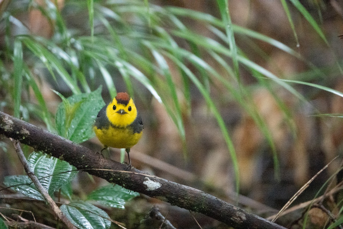 Collared Redstart - ML642128857