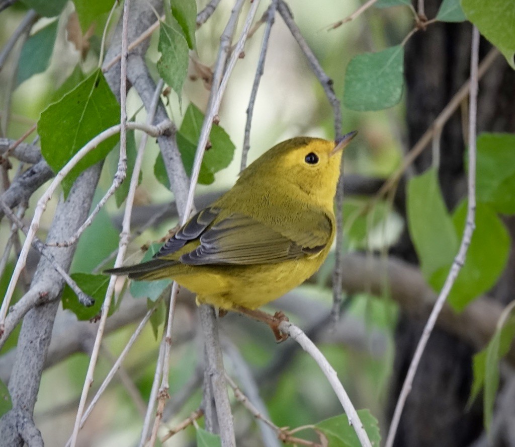 Wilson's Warbler - ML642128858