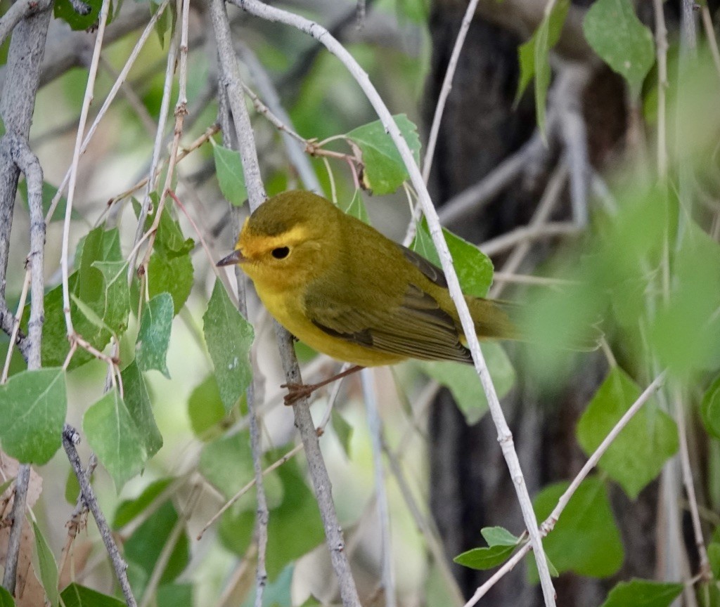 Wilson's Warbler - ML642128859