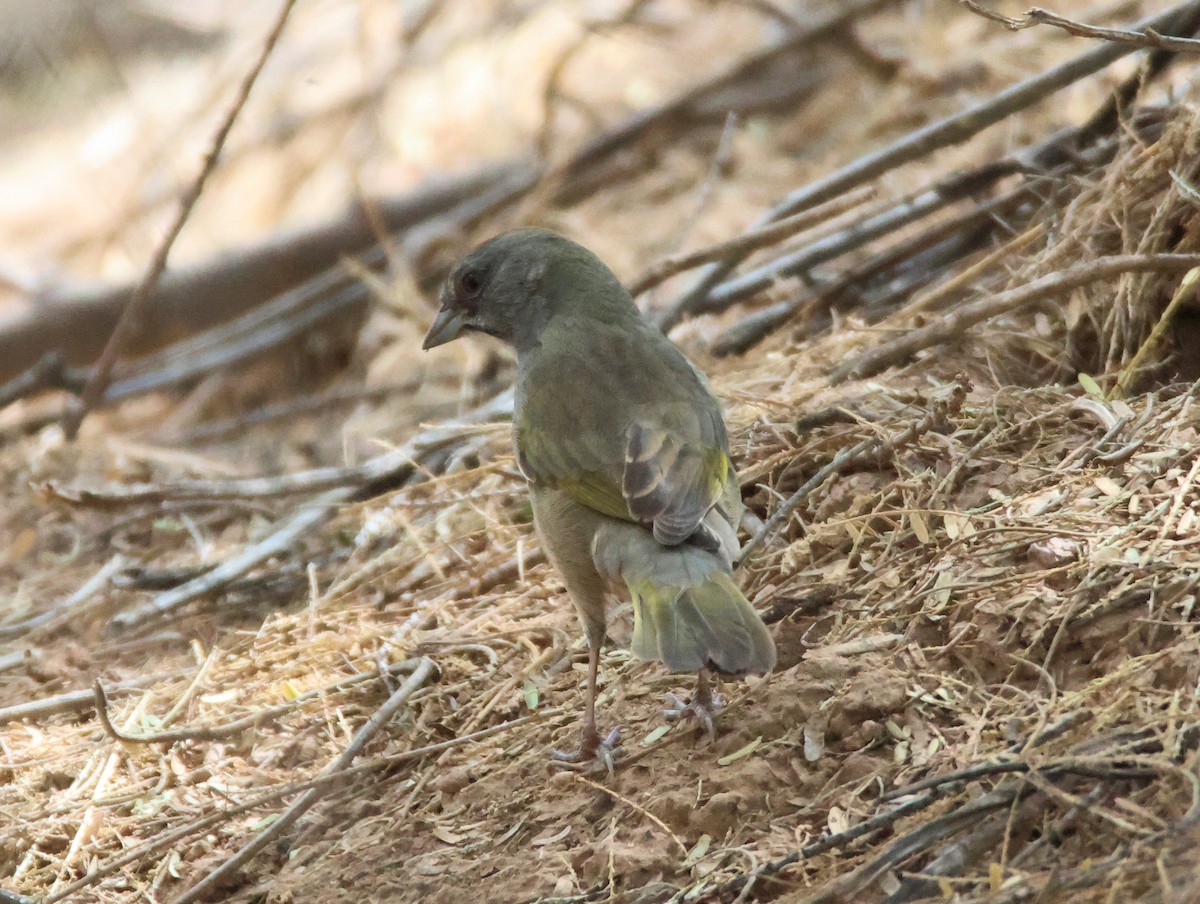 Green-tailed Towhee - ML642128876