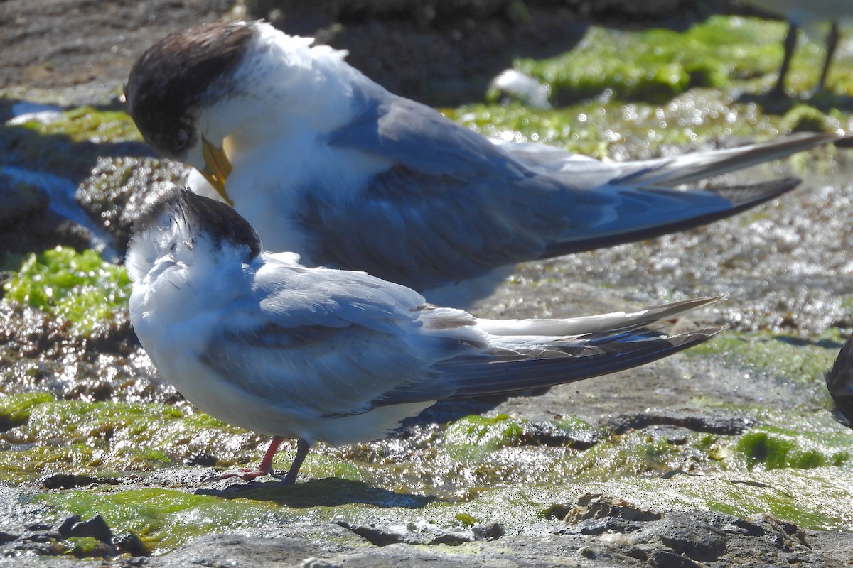 White-fronted Tern - ML642128884