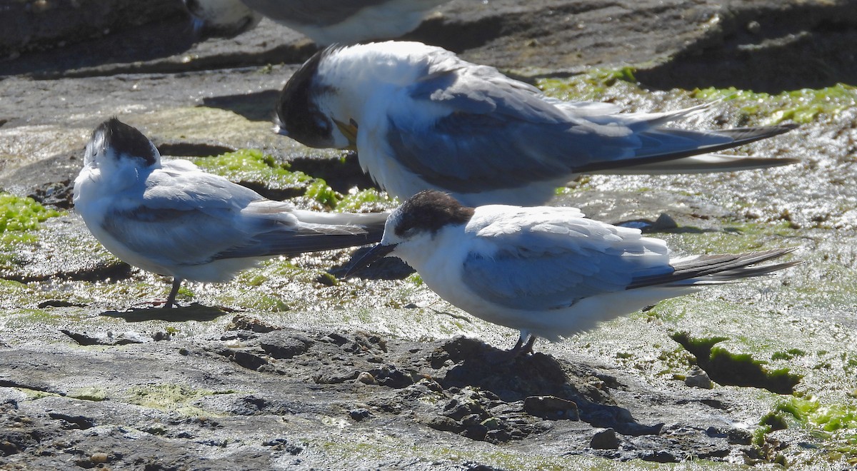 White-fronted Tern - ML642128885