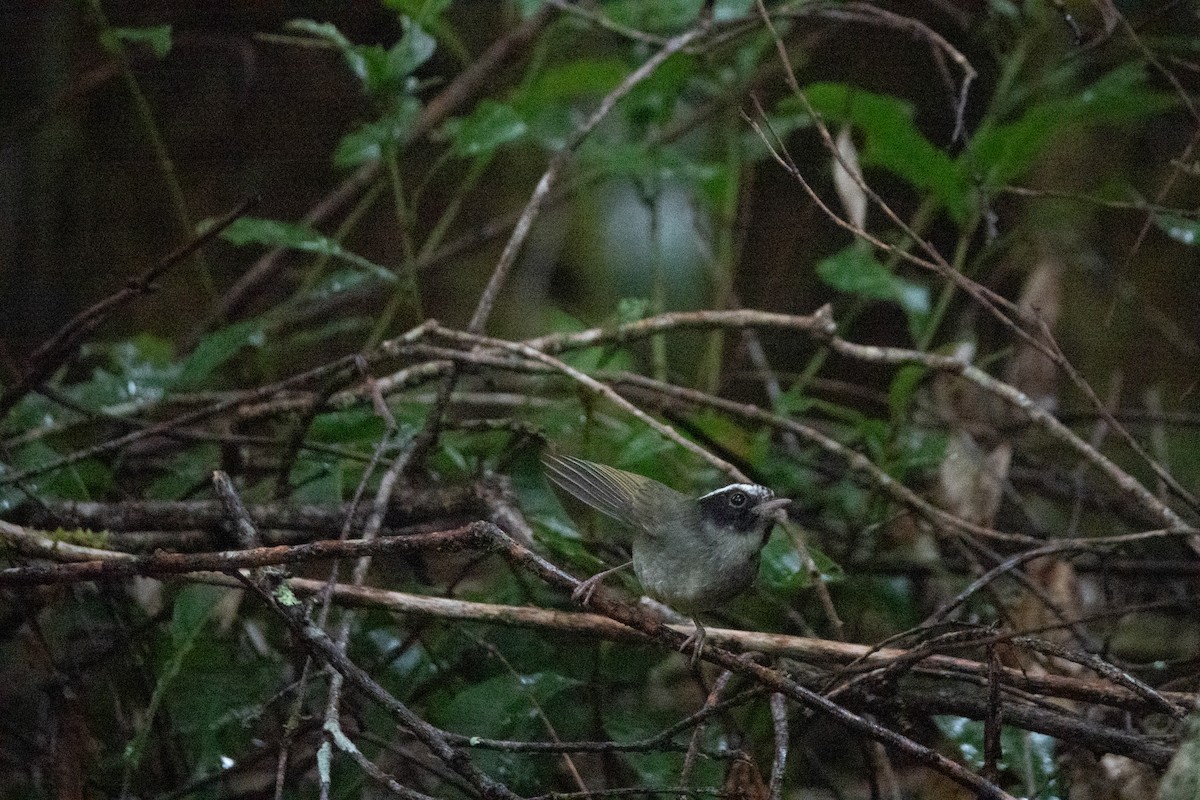 Black-cheeked Warbler - ML642128890