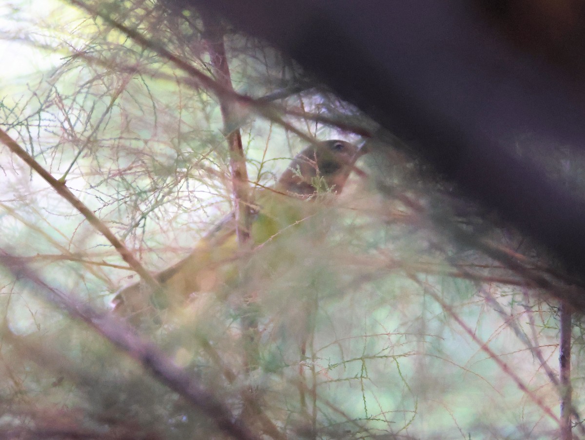 MacGillivray's Warbler - ML642128896