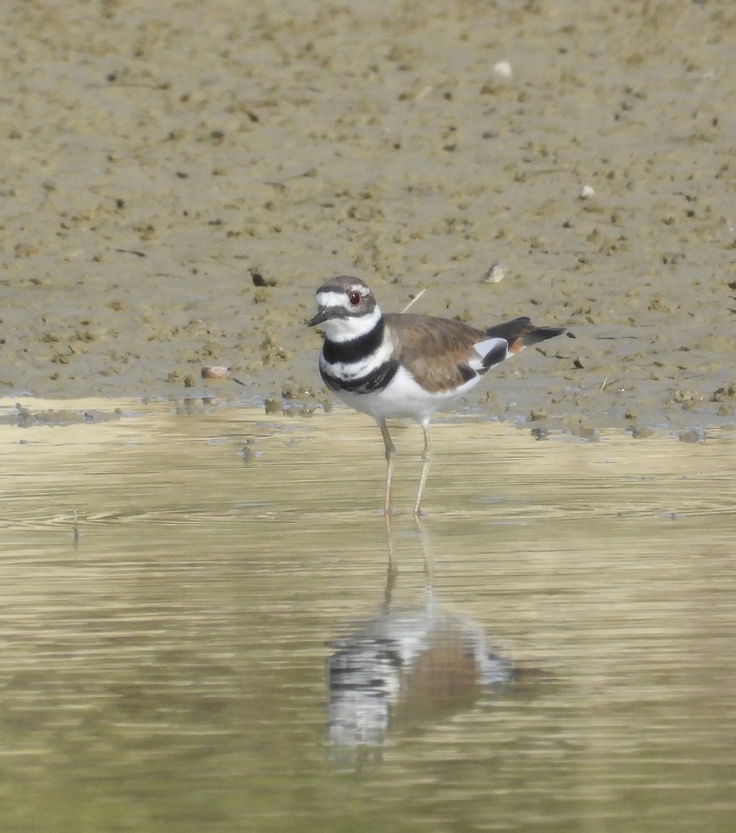 Killdeer - ML642128898