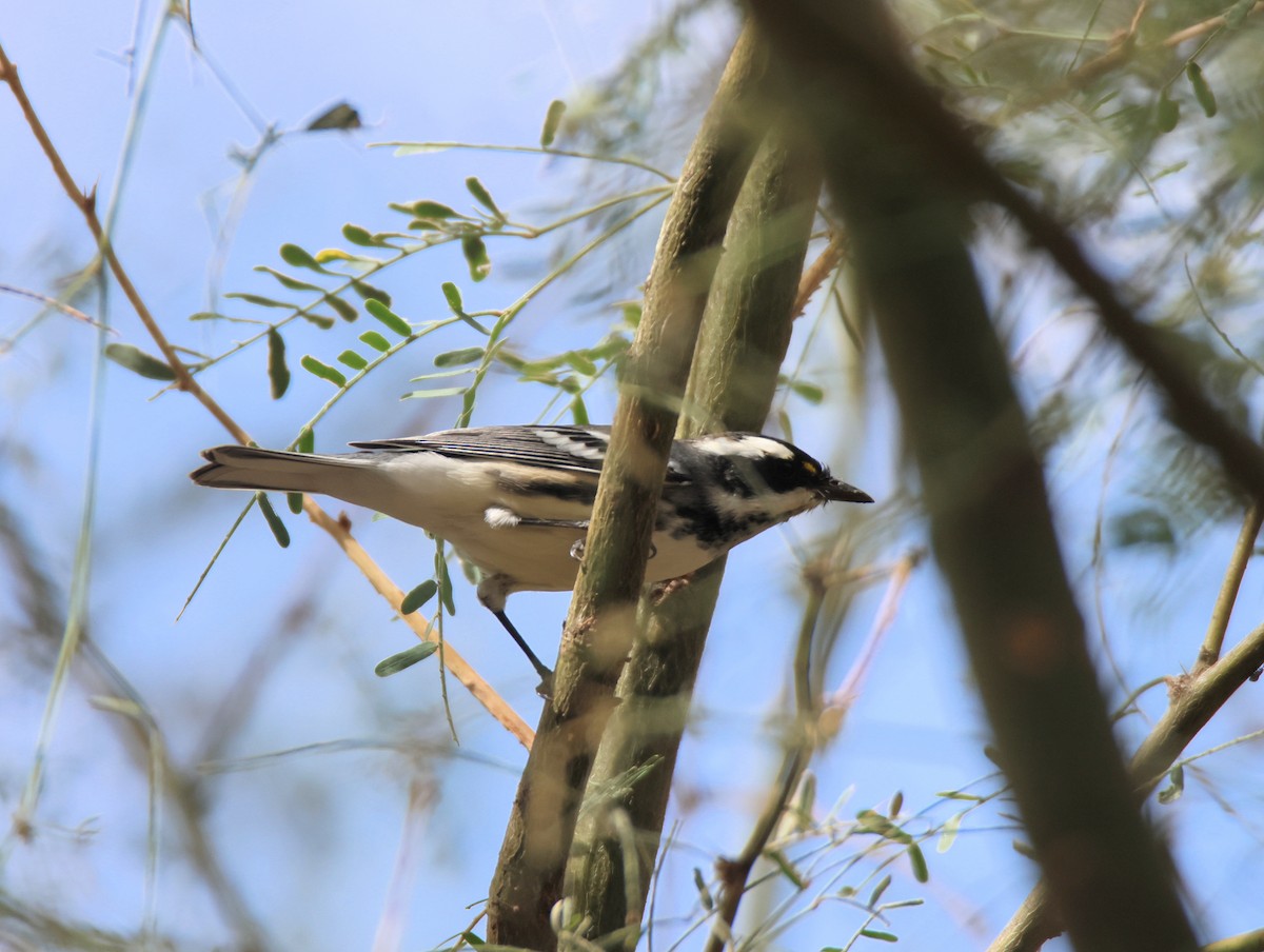 Black-throated Gray Warbler - ML642128912