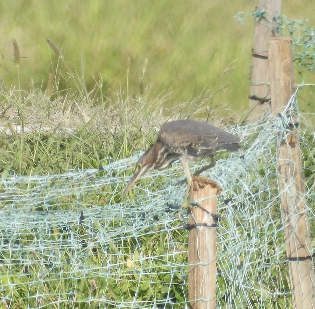Green Heron - ML642128913