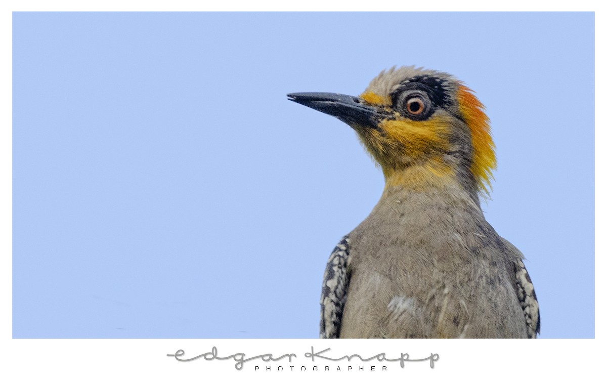 Golden-cheeked Woodpecker - ML642128917
