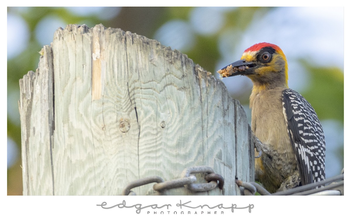 Golden-cheeked Woodpecker - ML642128918