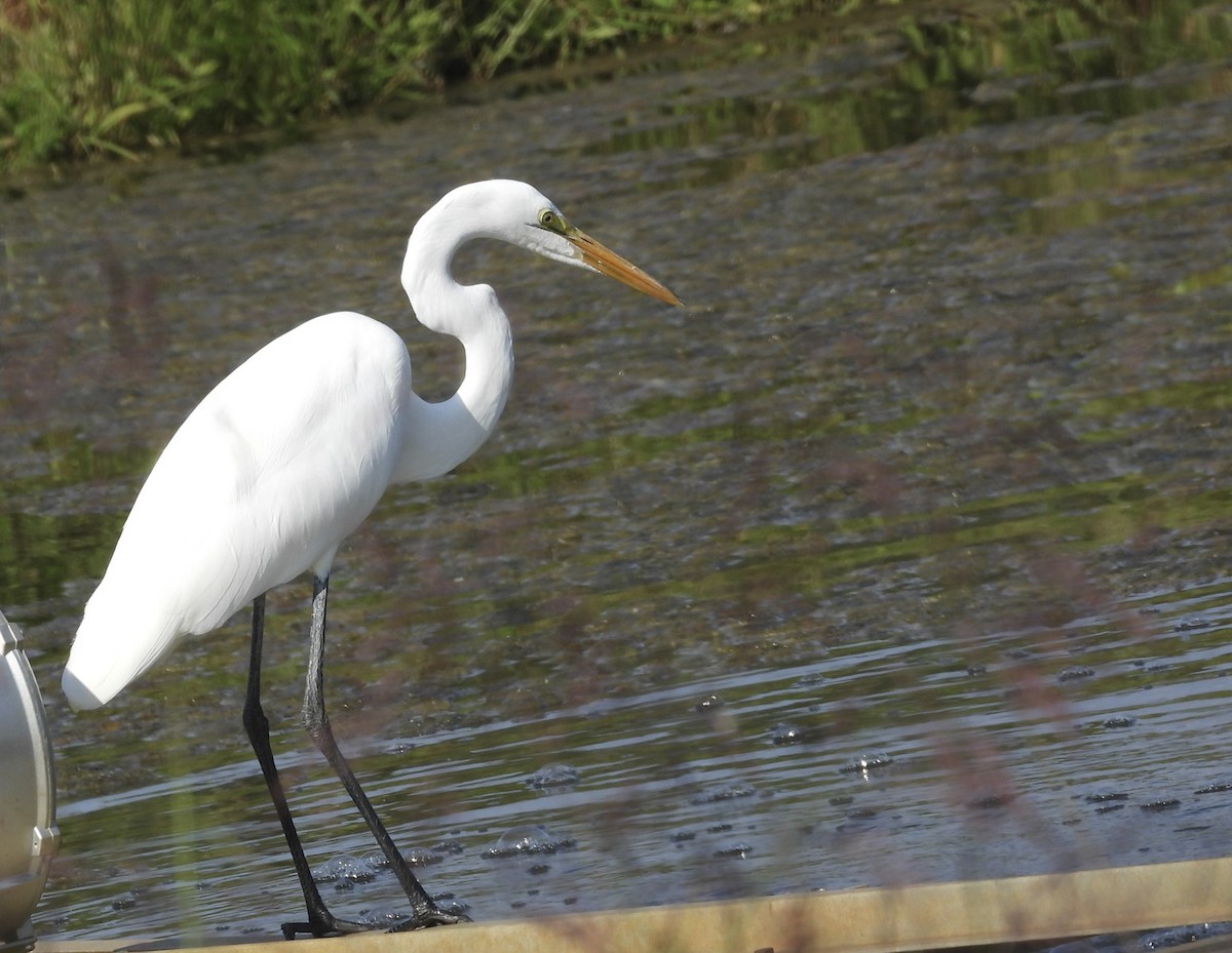 Great Egret - ML642128920