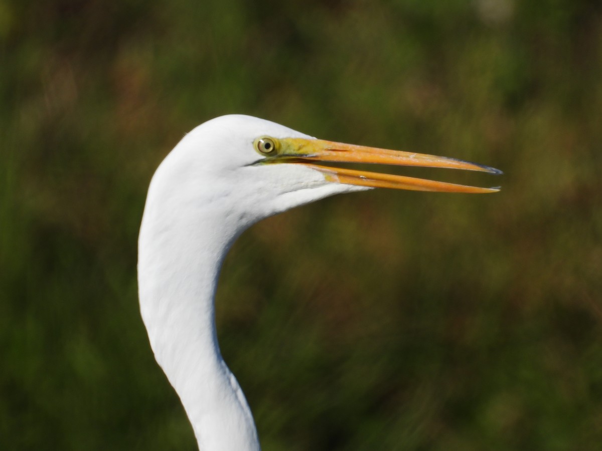 Great Egret - ML642128921