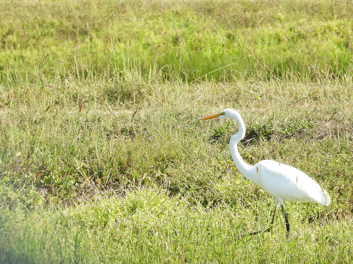 Great Egret - ML642128922