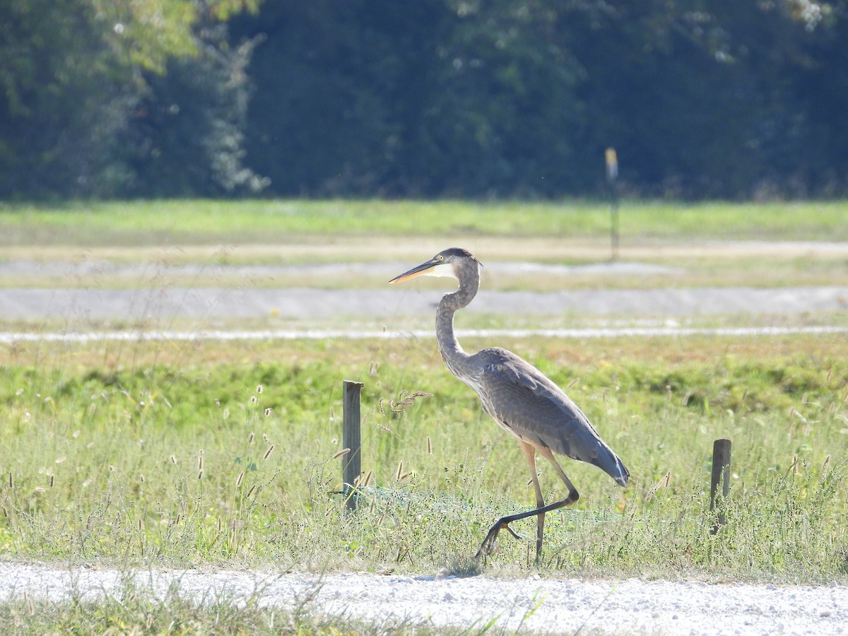 Great Blue Heron - ML642128925