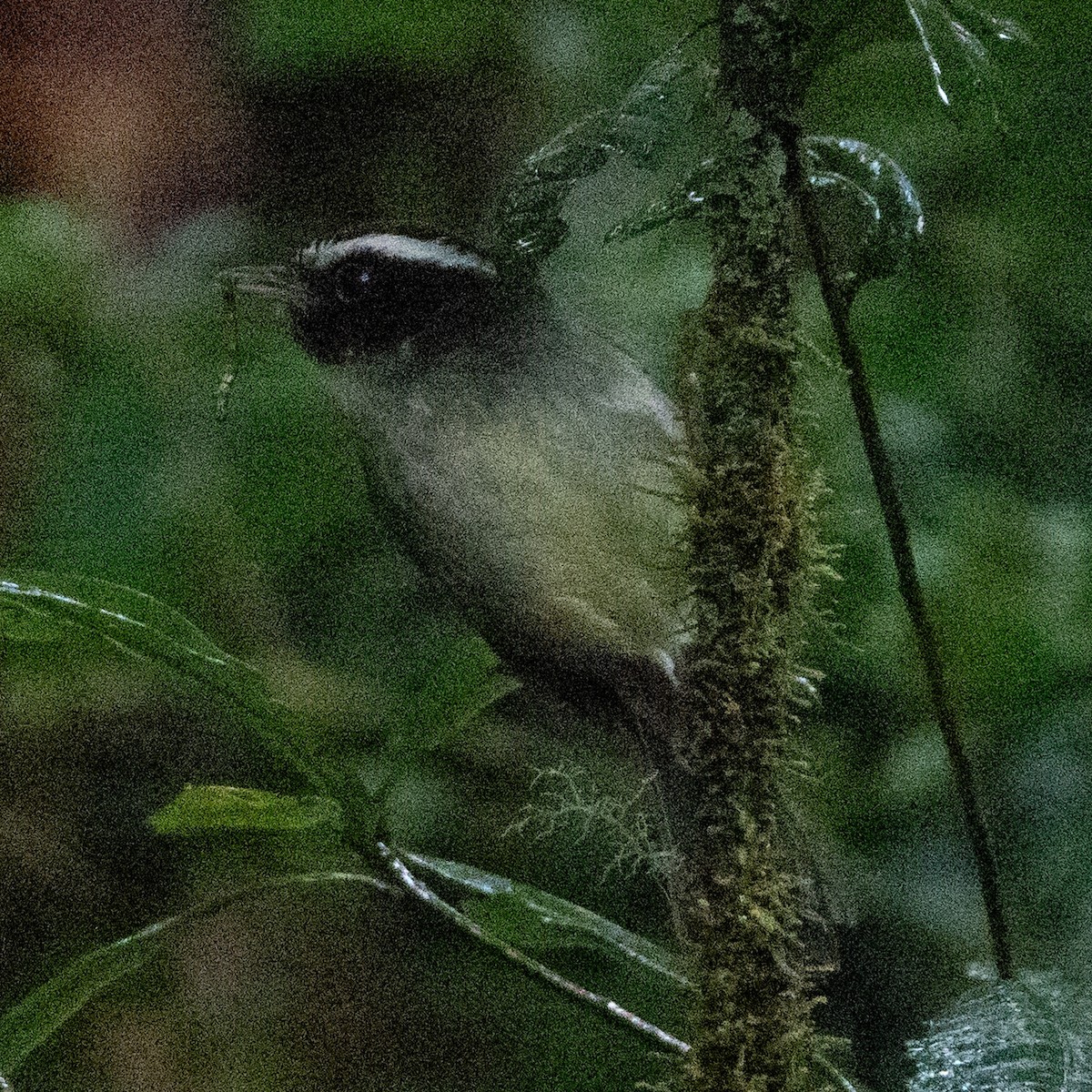 Black-cheeked Warbler - ML642128937
