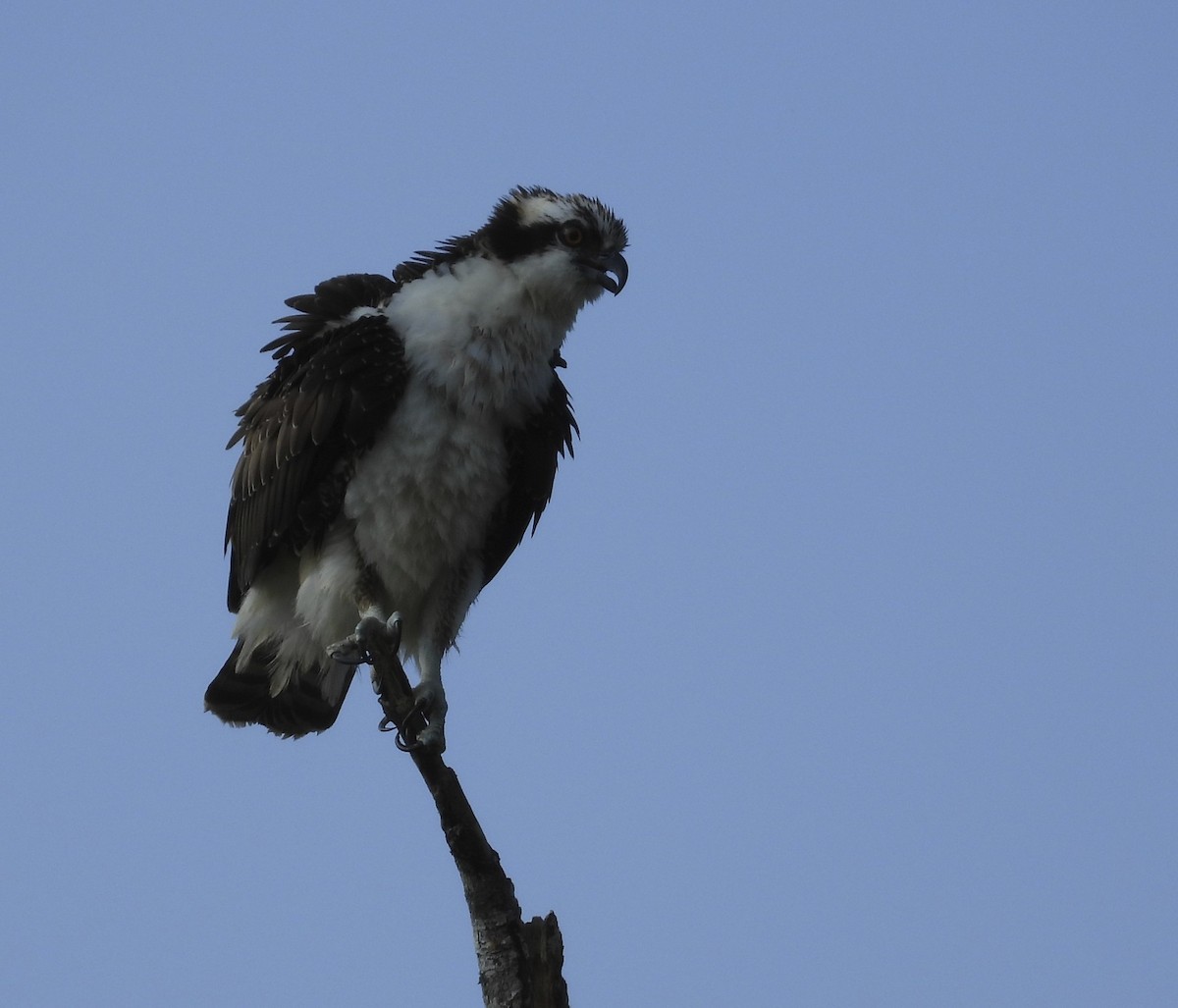 Osprey - ML642128939