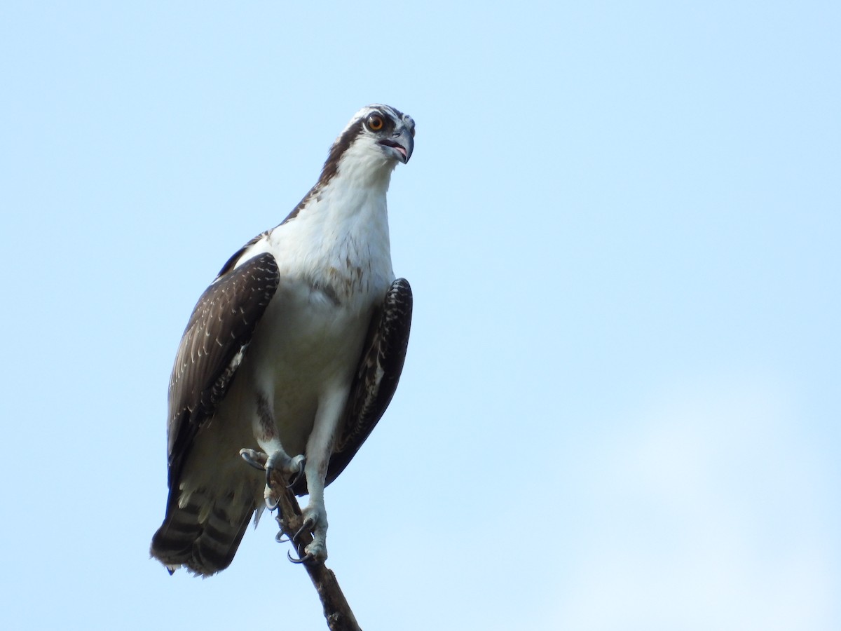 Osprey - ML642128940