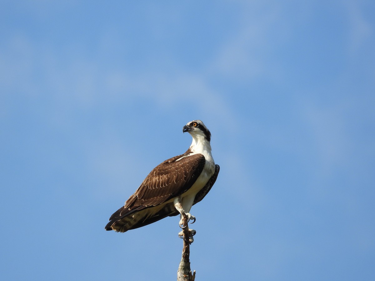 Osprey - ML642128941