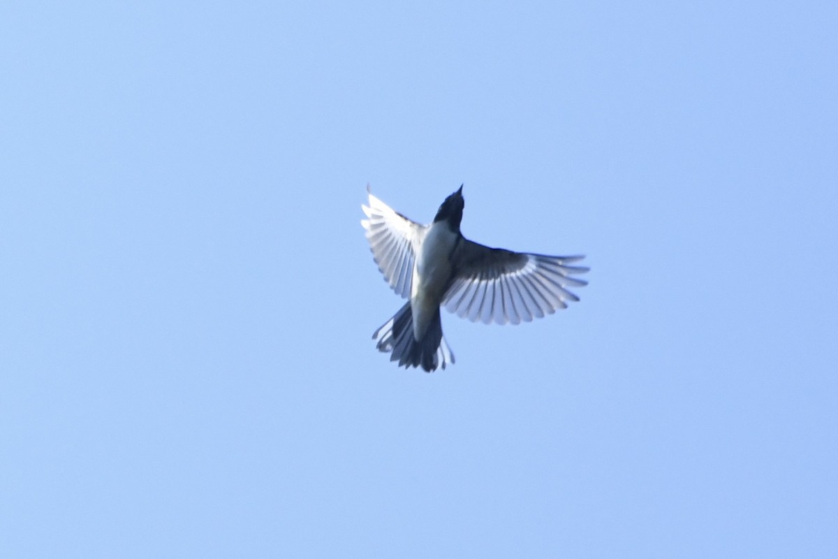 Black-throated Blue Warbler - ML642128950