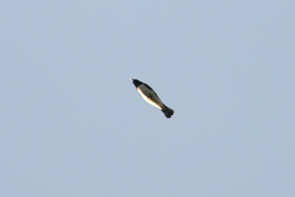 Black-throated Blue Warbler - ML642128951