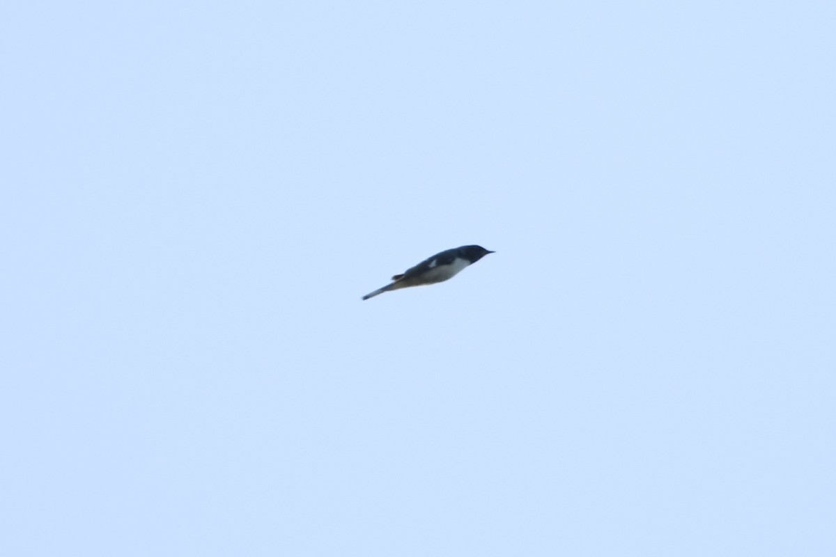 Black-throated Blue Warbler - ML642128952