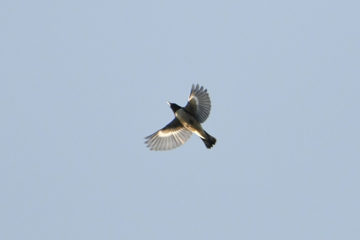 Black-throated Blue Warbler - ML642128953