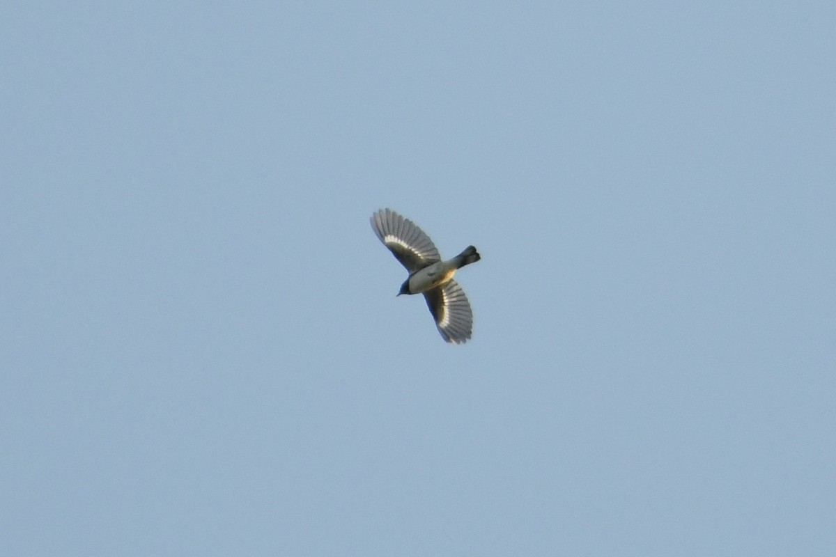 Black-throated Blue Warbler - ML642128954