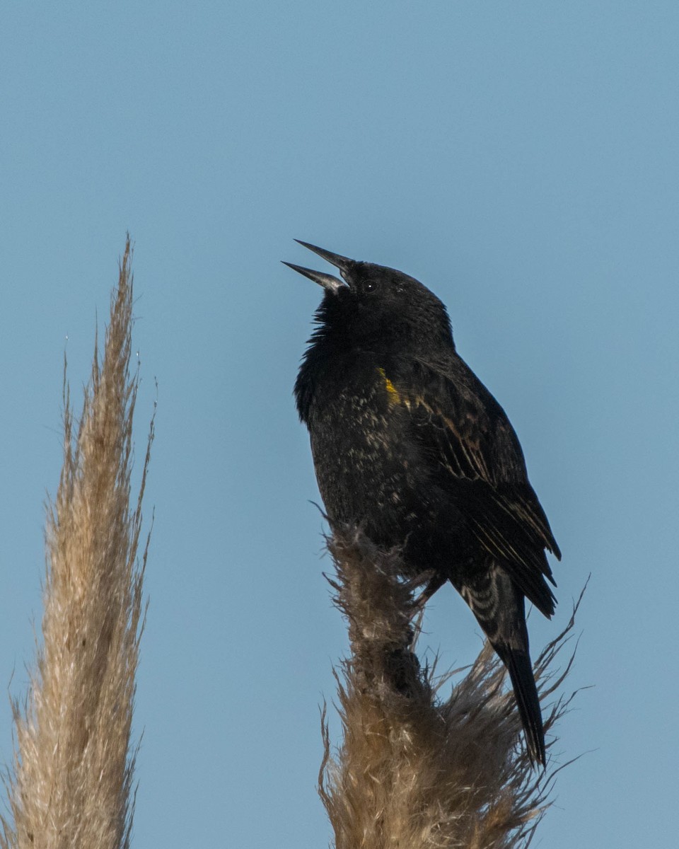 Yellow-winged Blackbird - ML642128957