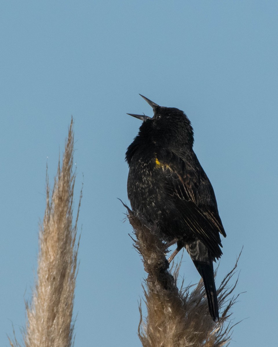 Yellow-winged Blackbird - ML642128958