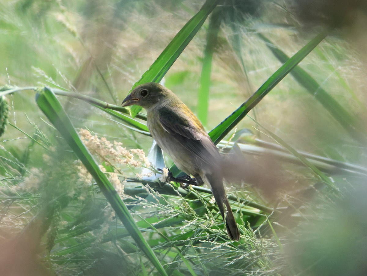 Painted Bunting - ML642128959