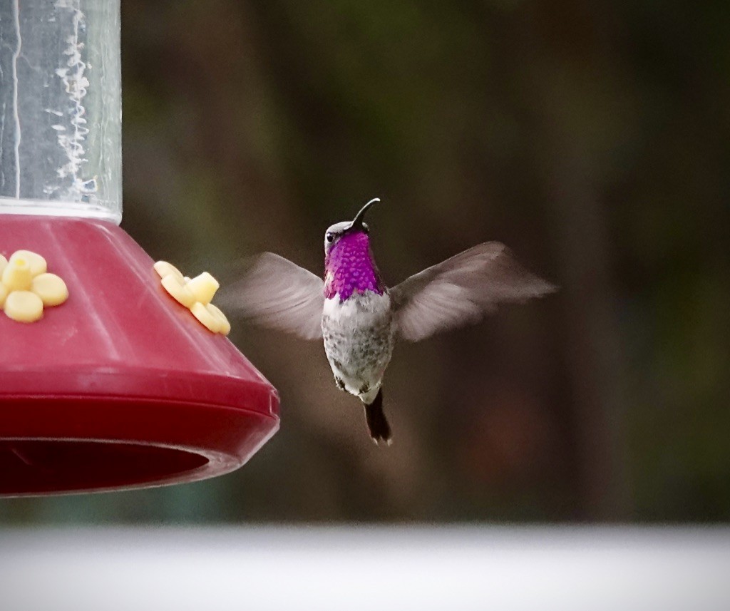 Lucifer Hummingbird - ML642128964