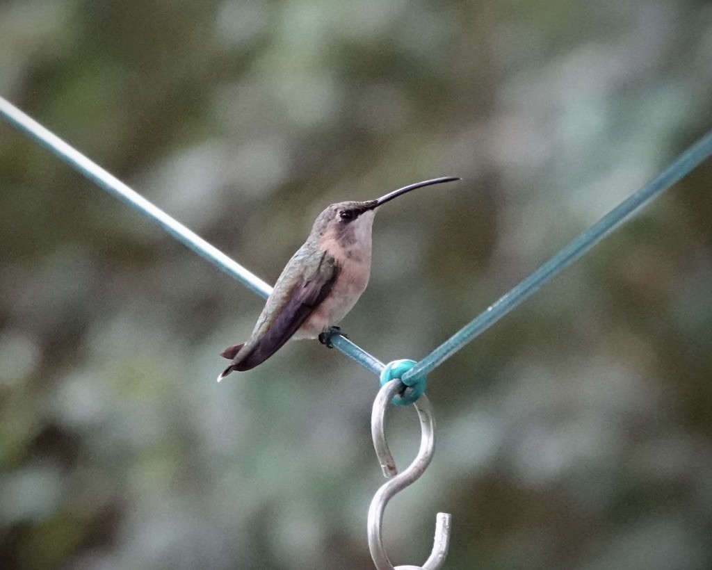 Lucifer Hummingbird - ML642128965