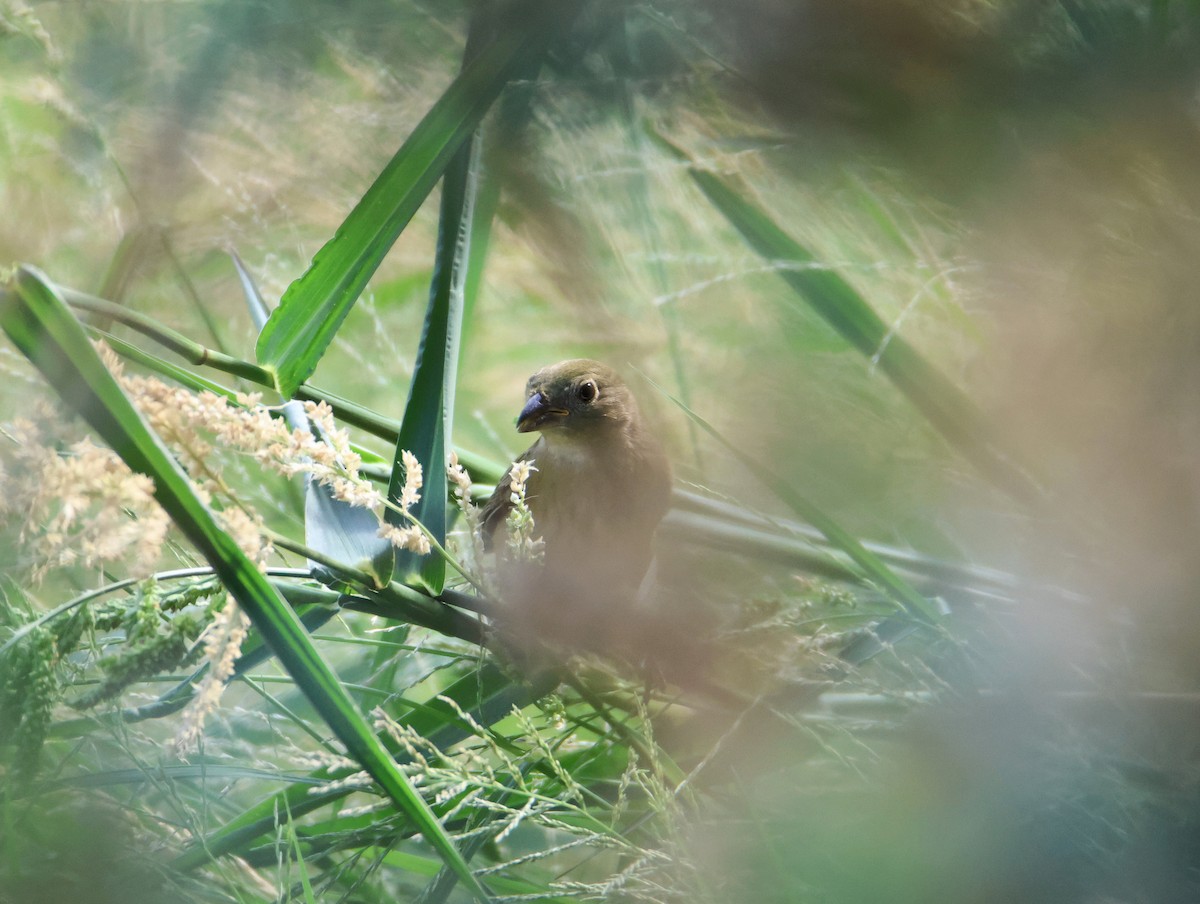 Painted Bunting - ML642128966