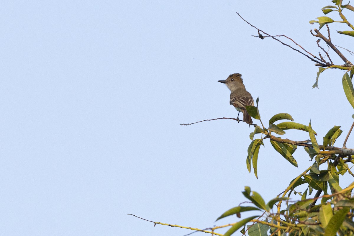 Brown-crested Flycatcher - ML642129003