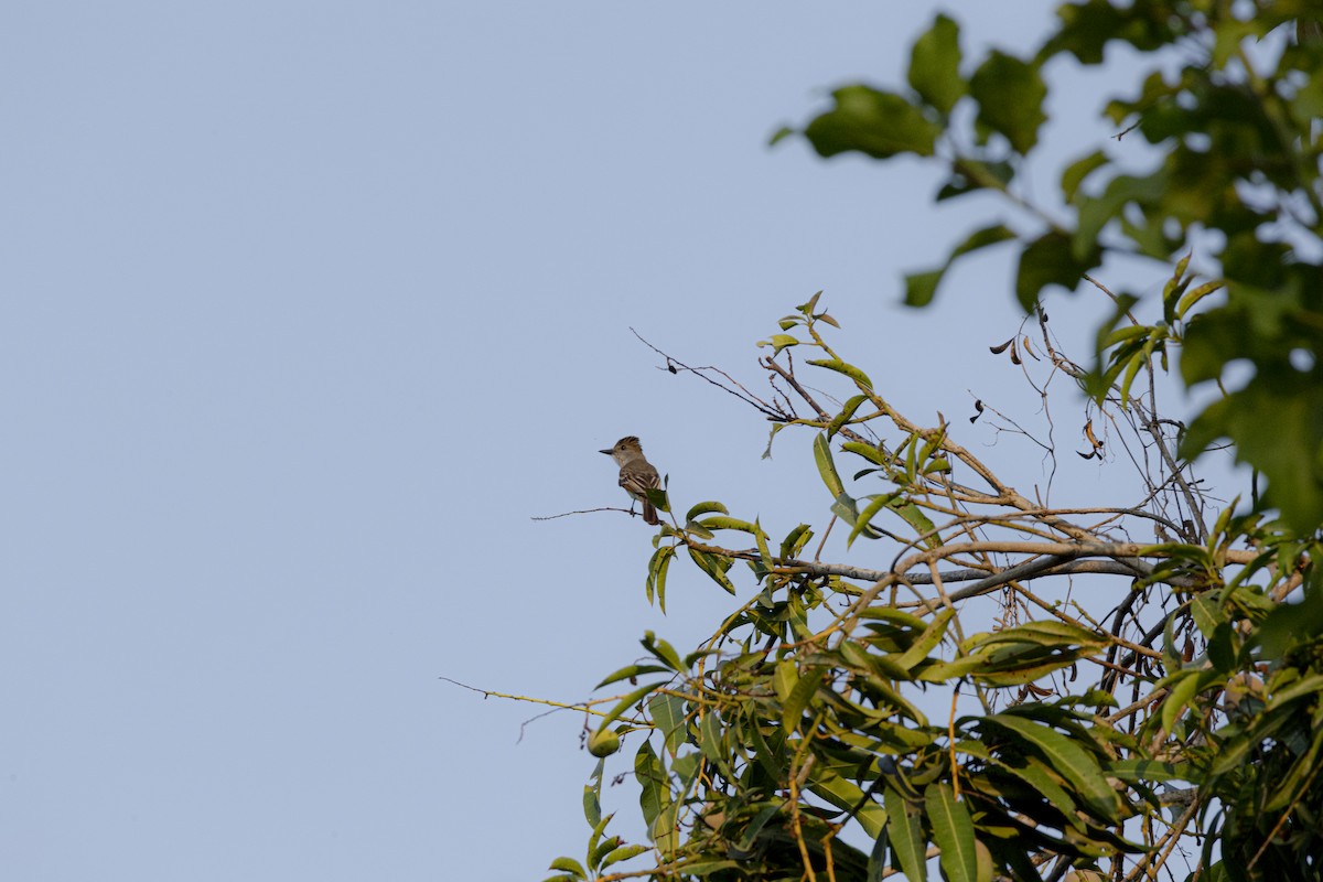 Brown-crested Flycatcher - ML642129004