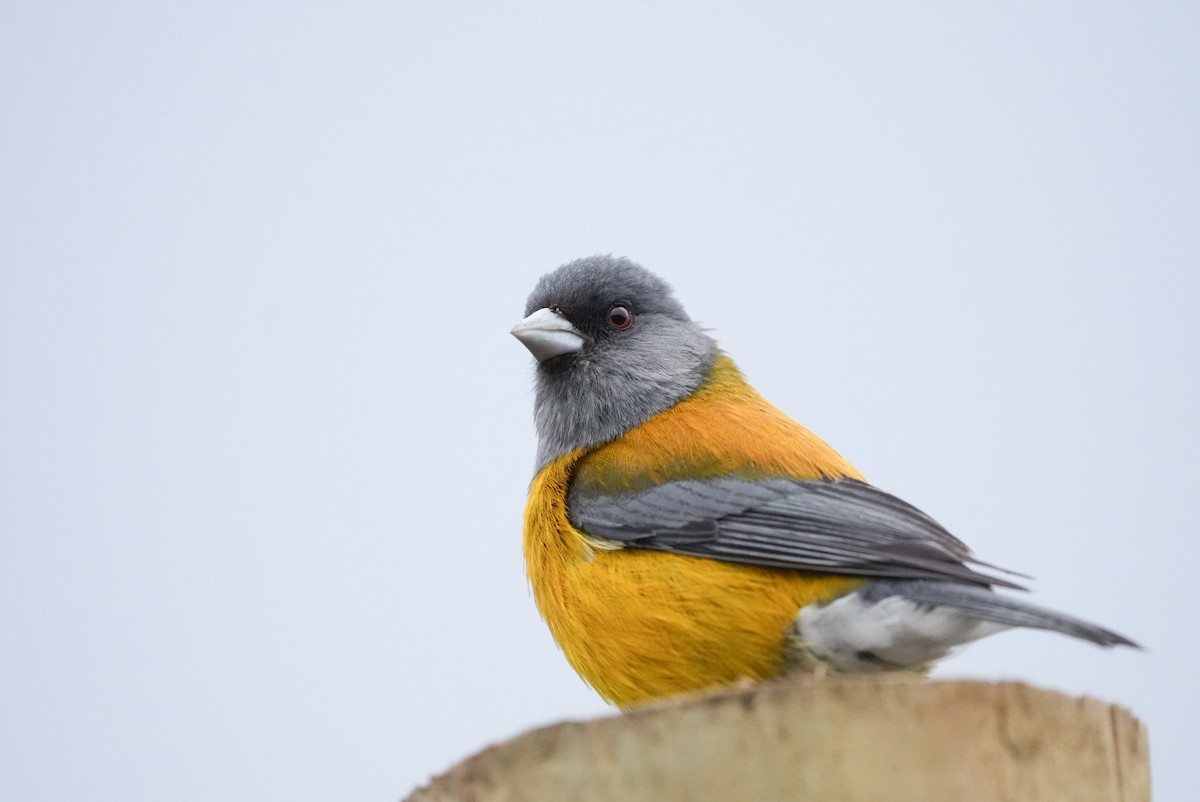 Gray-hooded Sierra Finch - ML642129015
