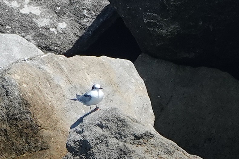 Common Tern - ML642129016