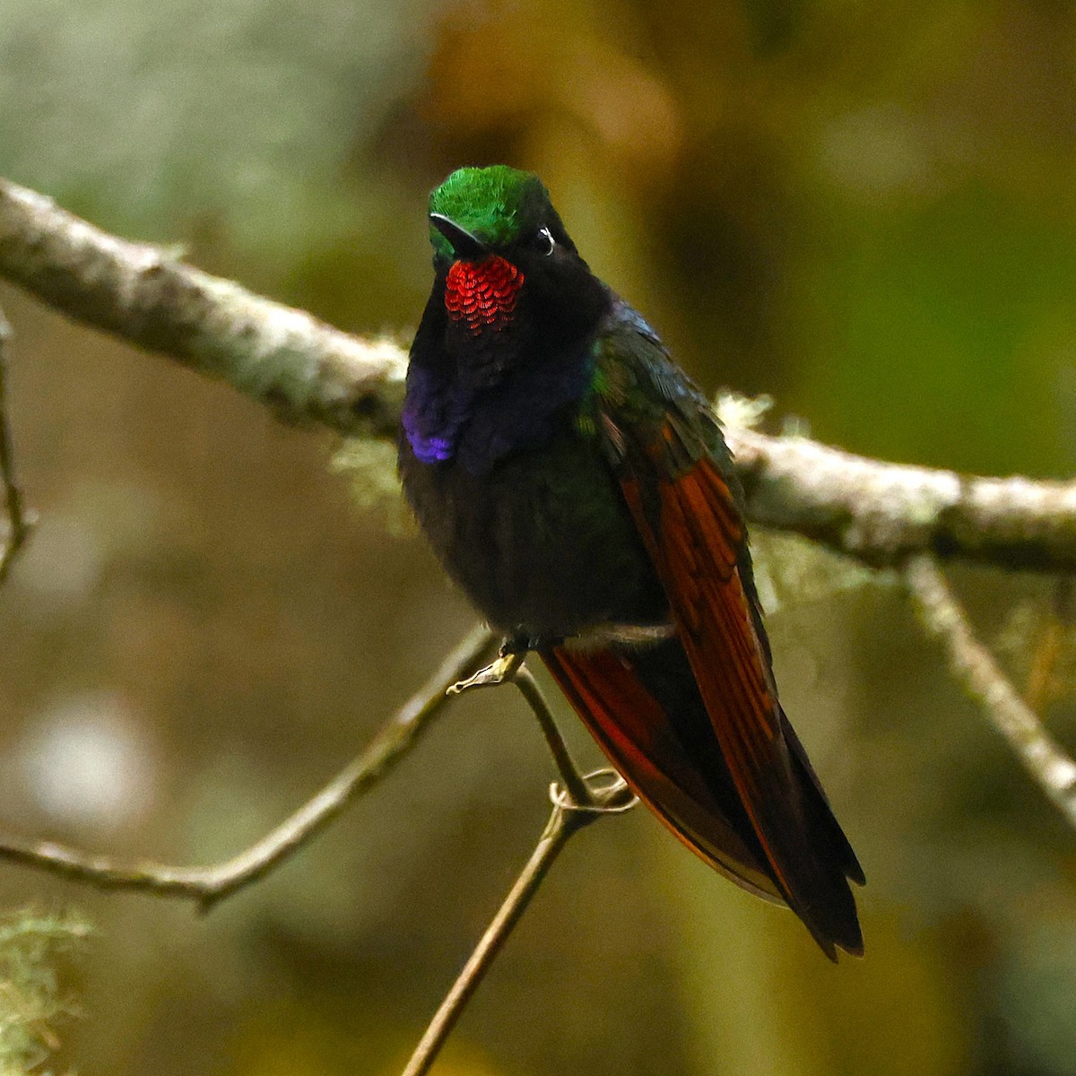 Garnet-throated Hummingbird - ML642129018