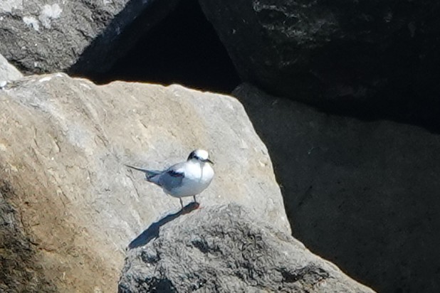 Common Tern - ML642129023