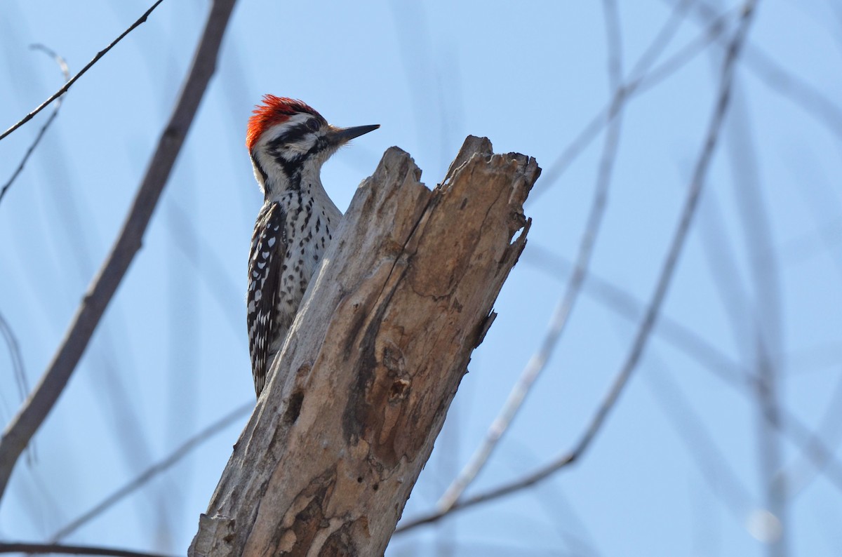 Ladder-backed Woodpecker - ML642129027