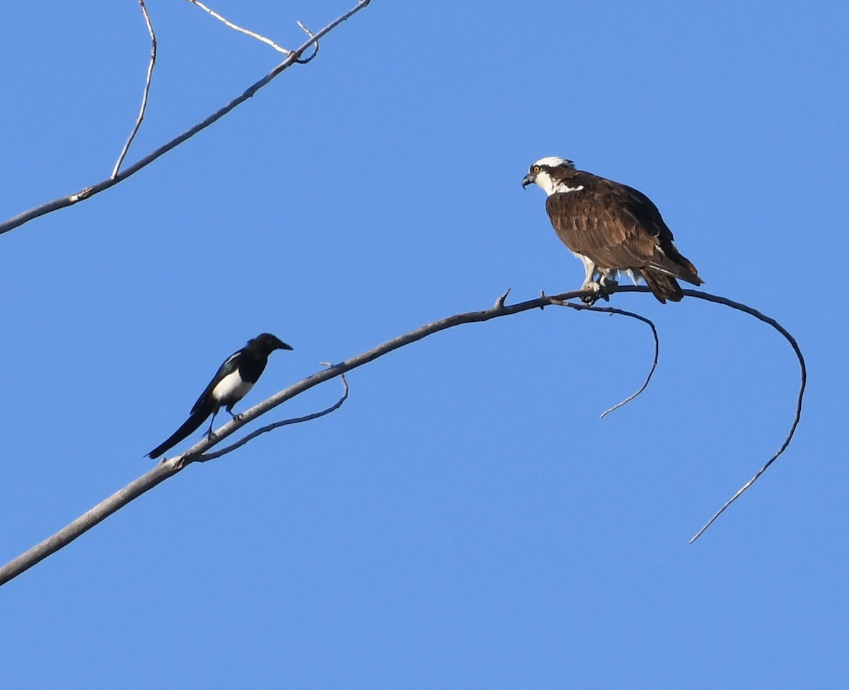 Osprey - ML642129039