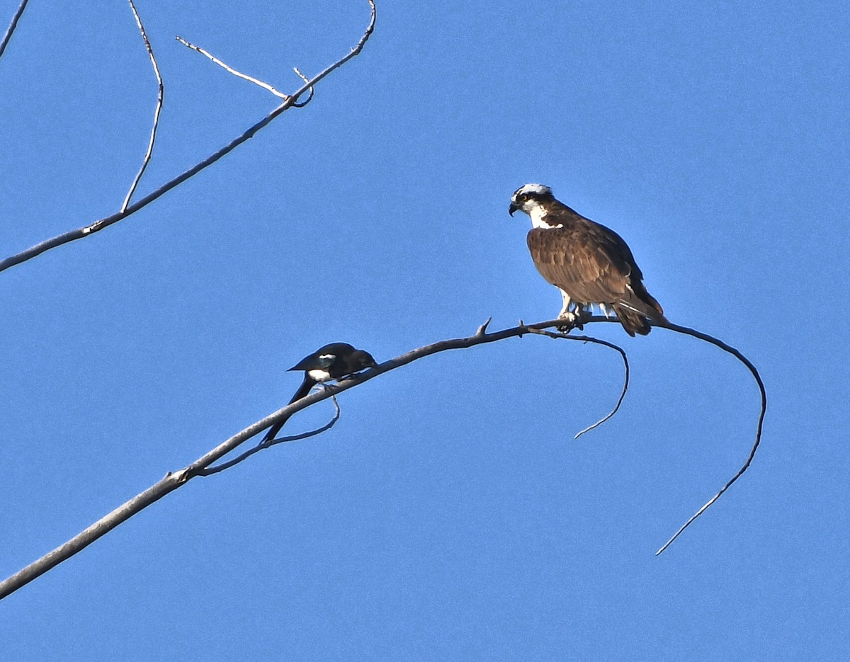 Osprey - ML642129049