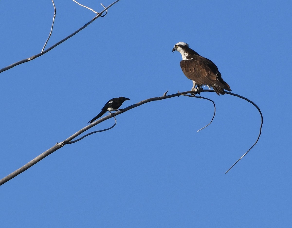 Osprey - ML642129054
