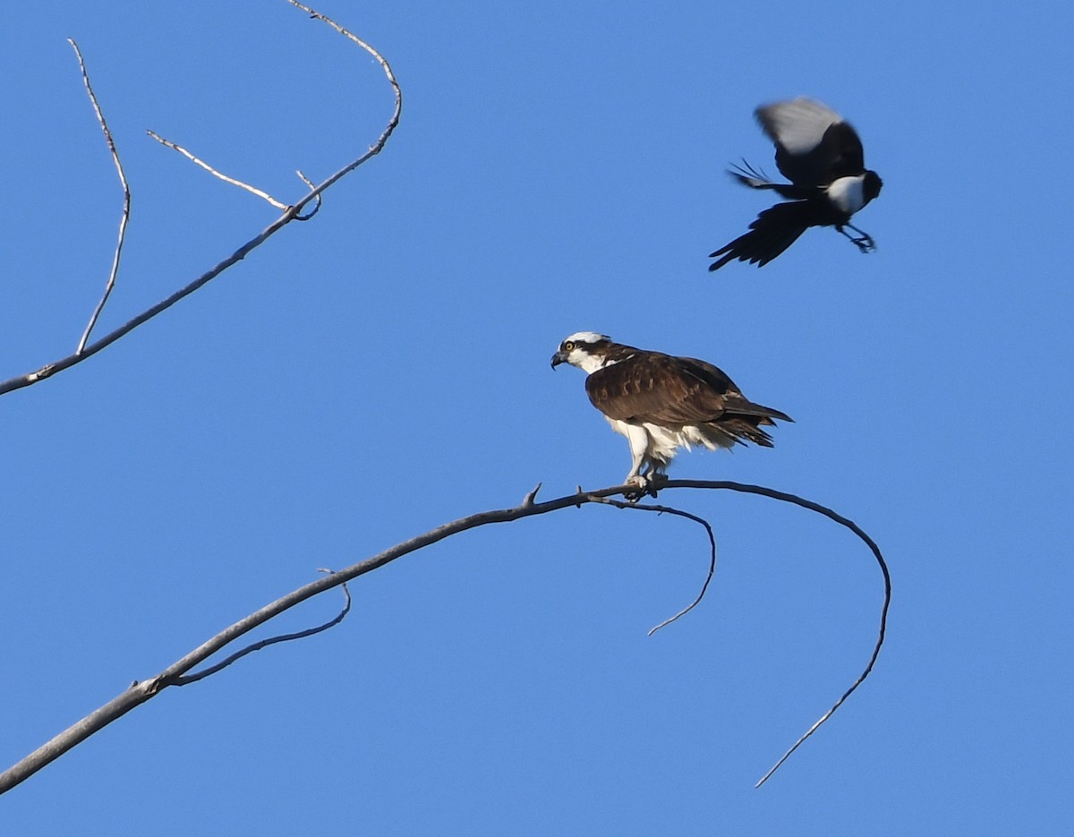 Osprey - ML642129060